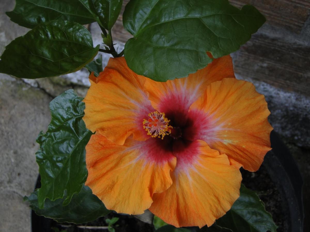 Pousada Do Oasis 莫雷蒂斯 外观 照片